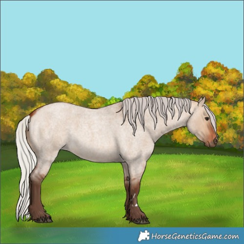 Horse Color:Silver Bay Roan Dun 