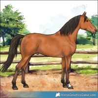 Horse Color:Bay 