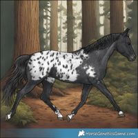 Horse Color:Black Appaloosa