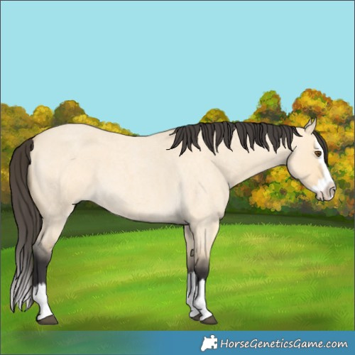 Horse Color:Buckskin Roan Dun Splash 