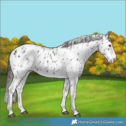 Horse Color:Liver Chestnut Sabino Splash Appaloosa  and Liver Chestnut Sabino Splash Appaloosa 