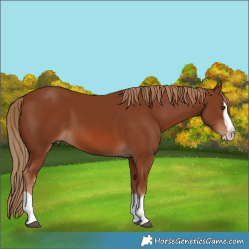 Horse Color:Chestnut Splash 