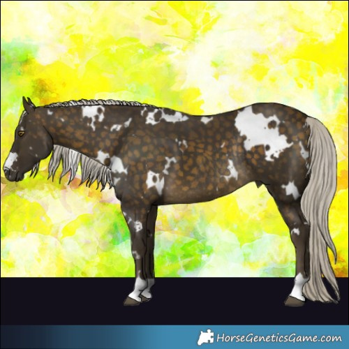 Horse Color:White Spotted Silver Brown Rabicano