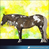 Horse Color:White Spotted Silver Brown Rabicano 