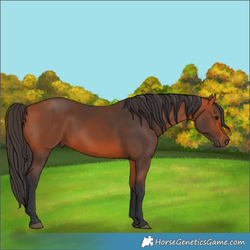 Horse Color:Bay 