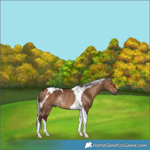 Horse Color:Gray Chocolate Silver Bay Dun Tobiano Rabicano 