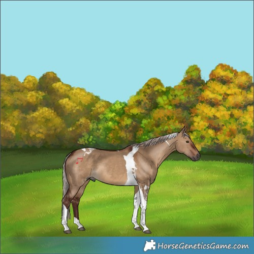 Horse Color:Gray Chocolate Silver Brown Dun Tobiano 
