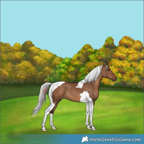 Horse Color:Gray Chocolate Silver Bay Dun Tobiano 