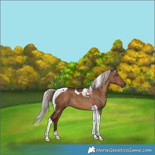 Horse Color:Gray Chocolate Silver Bay Dun Tobiano 