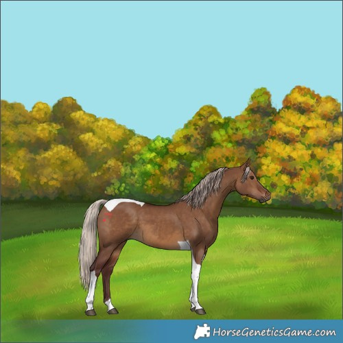 Horse Color:Gray Chocolate Silver Bay Dun Tobiano 