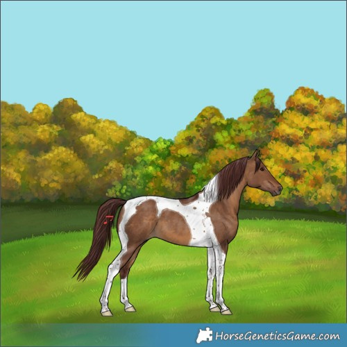 Horse Color:Gray Chocolate Bay Dun Tobiano 