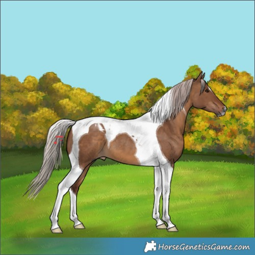 Horse Color:Gray Chocolate Silver Bay Dun Tobiano 