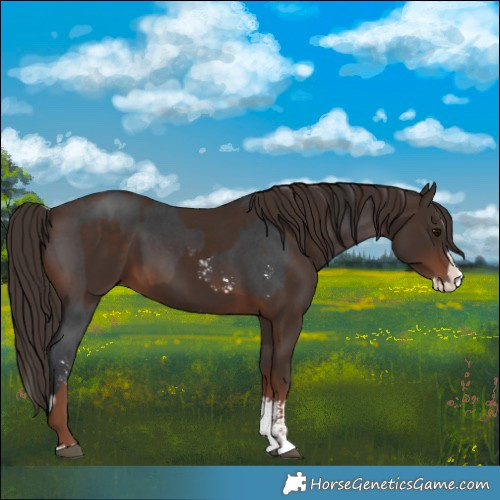 Horse Color:Brown Sabino Splash  and Liver Chestnut Sabino Splash 