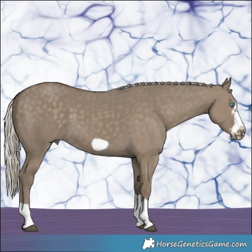 Horse Color:Silver Grullo Splash Frame