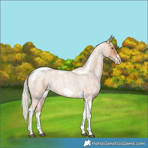 Horse Color:Silver Blue Roan Pearl Tobiano Frame