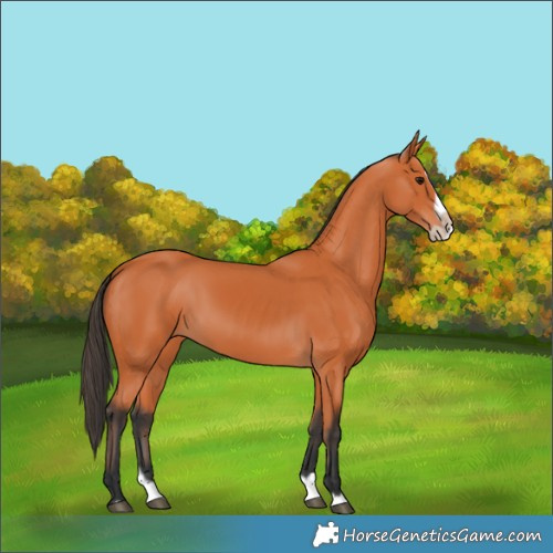Horse Color:Bay Splash Frame