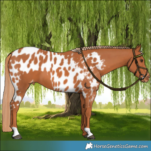 Horse Color:Chestnut Skewed LP Spotted 