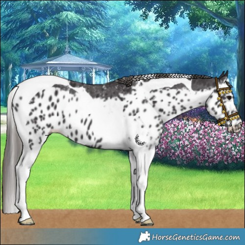 Horse Color:Smoky Black Tobiano Skewed LP Spotted 