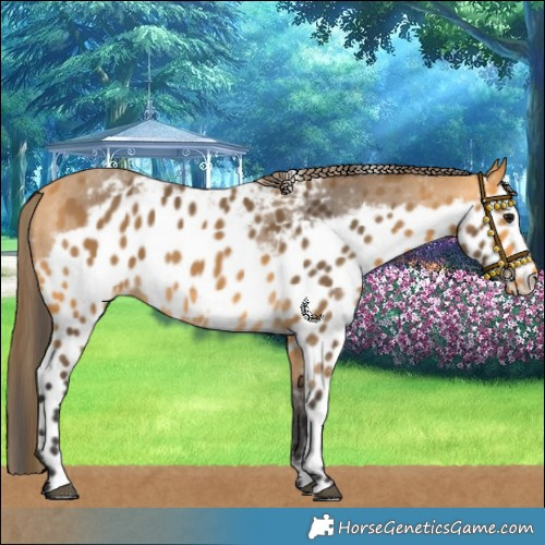 Horse Color:Buckskin Skewed LP Spotted