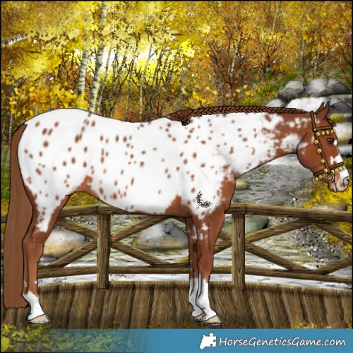 Horse Color:Chestnut Near Leopard 
