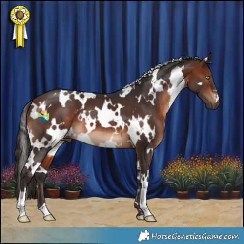 Horse Color:White Spotted Brown