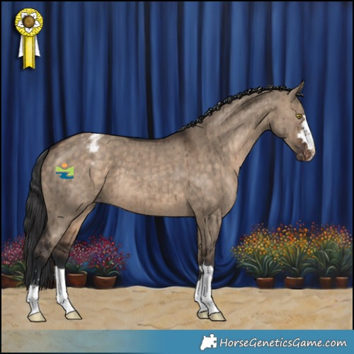 Horse Color:Brown Dun Appaloosa Brindle 