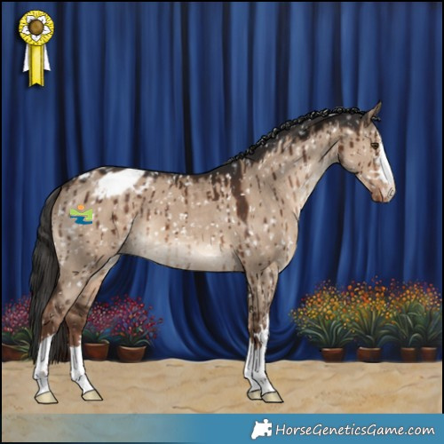 Horse Color:Liver Red Dun Appaloosa Brindle