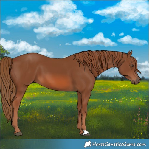 Horse Color:Chestnut 