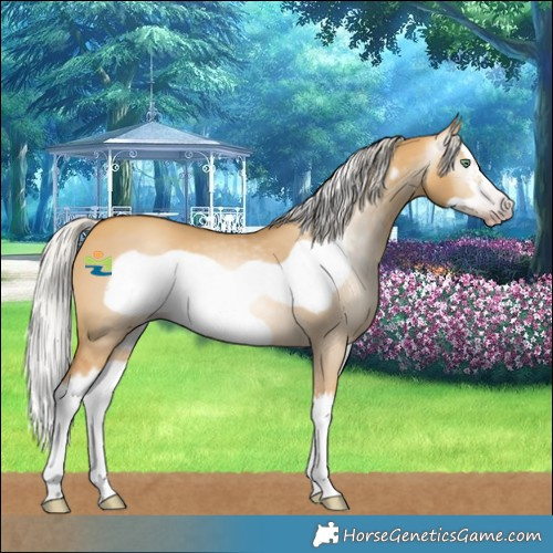 Horse Color:Gray Silver Amber Cream Champagne Dun Splash Frame 