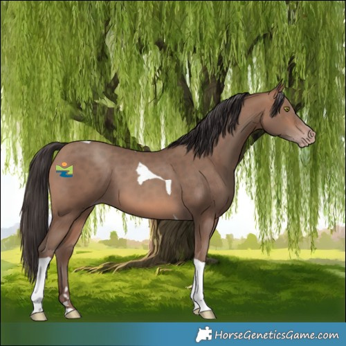 Horse Color:Sable Champagne Tobiano 