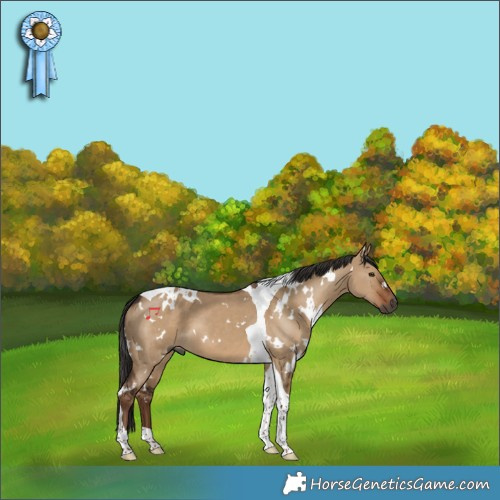 Horse Color:Gray White Spotted Liver Red Dun Tobiano