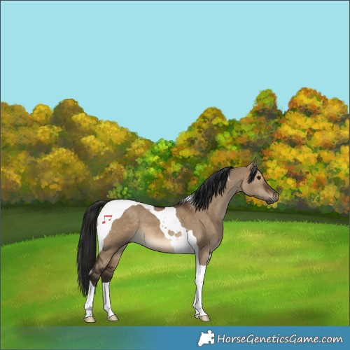 Horse Color:Gray Brown Dun Tobiano 