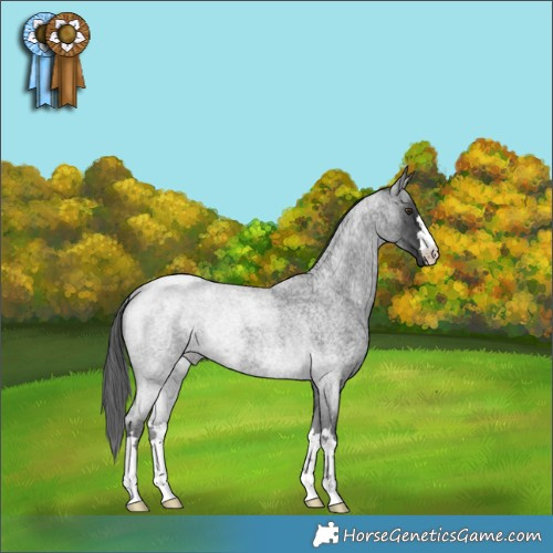 Horse Color:Blue Roan Rabicano 