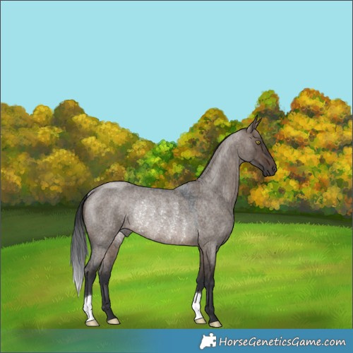 Horse Color:Brown Roan Dun Rabicano