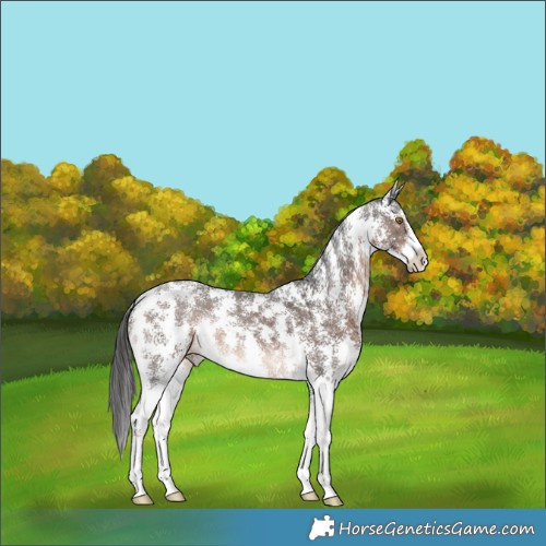 Horse Color:Liver Chestnut Sabino Rabicano