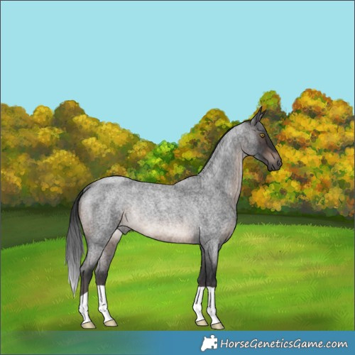Horse Color:Brown Roan Rabicano 