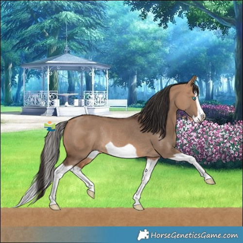 Horse Color:Bay Dun Splash Frame Rabicano 