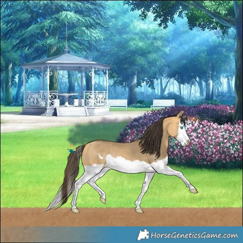 Horse Color:Buckskin Dun Splash Frame Rabicano 