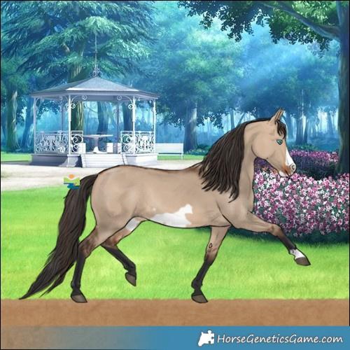 Horse Color:Bay Dun Frame Rabicano 