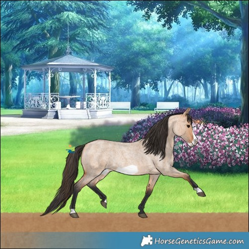 Horse Color:Bay Roan Dun Frame Rabicano 