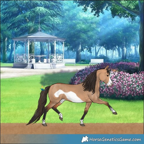 Horse Color:Bay Dun Frame Rabicano 