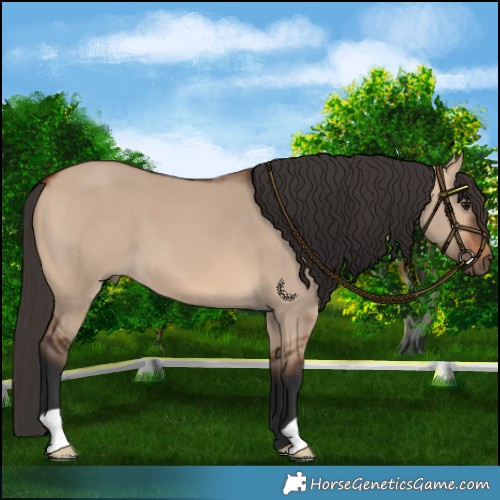 Horse Color:Bay Dun 