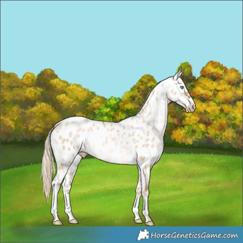 Horse Color:Chocolate Palomino Pearl Dun Appaloosa 