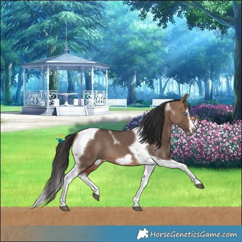 Horse Color:Bay Dun Splash Tobiano Frame Rabicano 