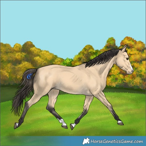 Horse Color:Buckskin Splash Frame 