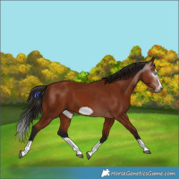 Horse Color:Gray Bay Splash Frame 
