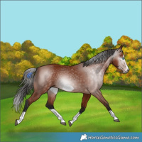 Horse Color:Gray Bay Splash Frame