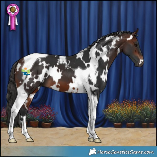 Horse Color:White Spotted Brown Tobiano 