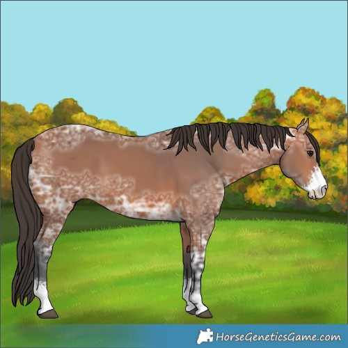 Horse Color:Bay Ice Sabino