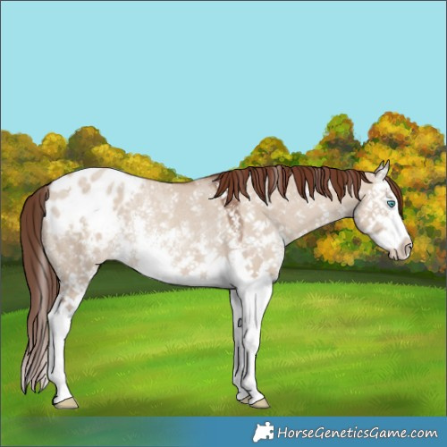 Horse Color:Classic Champagne Dun Sabino Splash Appaloosa Rabicano 